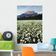 Ox-Eyed Daisies, Cascade Mountain, Banff National Park, Alberta Wall Mural