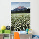 Ox-Eyed Daisies, Cascade Mountain, Banff National Park, Alberta Wall Mural