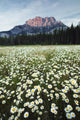 Ox-Eyed Daisies, Cascade Mountain, Banff National Park, Alberta Wall Mural