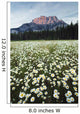Ox-Eyed Daisies, Cascade Mountain, Banff National Park, Alberta Wall Mural