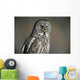 Great Grey Owl, Northern British Columbia Wall Mural