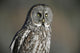 Great Grey Owl, Northern British Columbia Wall Mural