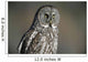 Great Grey Owl, Northern British Columbia Wall Mural