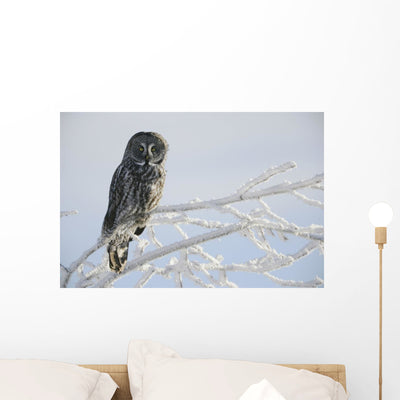 Great Grey Owl Northern Wall Mural shown on a wall