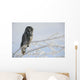 Great Grey Owl, Northern British Columbia Wall Mural