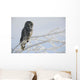 Great Grey Owl, Northern British Columbia Wall Mural