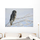 Great Grey Owl, Northern British Columbia Wall Mural