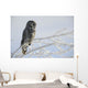 Great Grey Owl, Northern British Columbia Wall Mural
