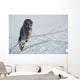 Great Grey Owl, Northern British Columbia Wall Mural