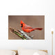 Cardinal Stump