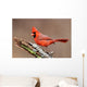 Cardinal Stump