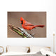 Cardinal Stump