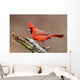 Cardinal Stump