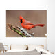 Cardinal Stump