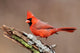 Cardinal Stump