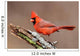 Cardinal Stump