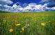 Field Of Flowers, Grasslands National Park, Saskatchewan Wall Mural