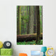 Catherdral Grove, British Columbia Wall Mural
