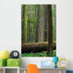 Catherdral Grove, British Columbia Wall Mural
