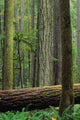 Catherdral Grove, British Columbia Wall Mural