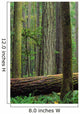 Catherdral Grove, British Columbia Wall Mural