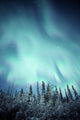 Northern Lights Over Snow Covered Trees, Along Dempster Highway, Yukon Wall Mural