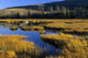 Beaver Pond, Waterton Lakes National Park, Alberta Wall Mural