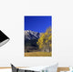 Aspen And Spruce Trees, Livingstone Range, Burmis, Alberta Wall Mural