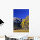 Aspen And Spruce Trees, Livingstone Range, Burmis, Alberta Wall Mural
