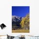 Aspen And Spruce Trees, Livingstone Range, Burmis, Alberta Wall Mural