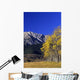 Aspen And Spruce Trees, Livingstone Range, Burmis, Alberta Wall Mural