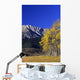 Aspen And Spruce Trees, Livingstone Range, Burmis, Alberta Wall Mural