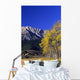 Aspen And Spruce Trees, Livingstone Range, Burmis, Alberta Wall Mural