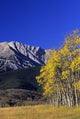 Aspen And Spruce Trees, Livingstone Range, Burmis, Alberta Wall Mural