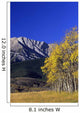 Aspen And Spruce Trees, Livingstone Range, Burmis, Alberta Wall Mural