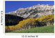 Aspen And Spruce Trees, Livingstone Range, Burmis, Alberta Wall Mural