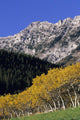 Aspen And Spruce Trees, Livingstone Range, Burmis, Alberta Wall Mural