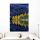 Autumn, Alpine Larch Trees, Lake Agnes, Banff National Park Wall Mural