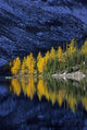 Autumn, Alpine Larch Trees, Lake Agnes, Banff National Park Wall Mural