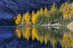 Autumn, Alpine Larch Trees, Lake Agnes, Banff National Park Wall Mural