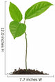 jeune plant "fruit de la passion" fond blanc Wall Decal