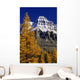 Alpine Larch Trees, Mount Huber, Yoho National Park, British Columbia Wall Mural