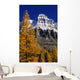 Alpine Larch Trees, Mount Huber, Yoho National Park, British Columbia Wall Mural