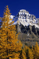 Alpine Larch Trees, Mount Huber, Yoho National Park, British Columbia Wall Mural