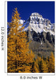 Alpine Larch Trees, Mount Huber, Yoho National Park, British Columbia Wall Mural