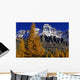 Alpine Larches And Mount Huber, Yoho National Park, British Columbia Wall Mural