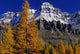 Alpine Larches And Mount Huber, Yoho National Park, British Columbia Wall Mural