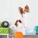 Dog Breed Papillon