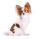 Dog Breed Papillon