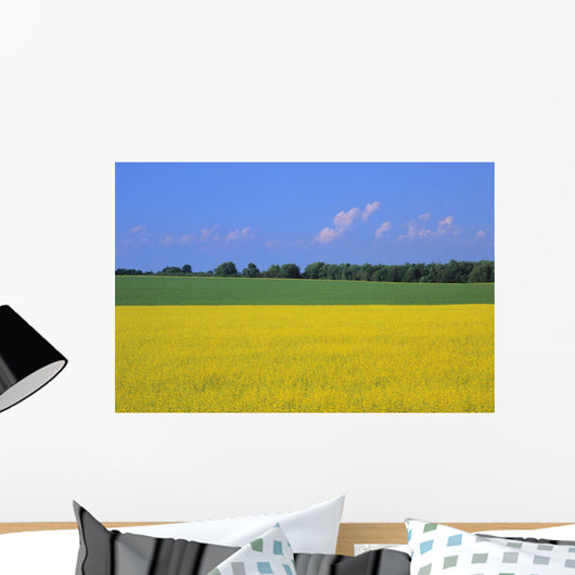 Canola Field, Bruce Township, Georgian Bay Ontario Wall Mural